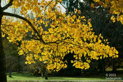 Tulip Tree .....autumn colour