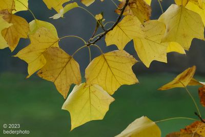 tulup tree ...late autumn leaves