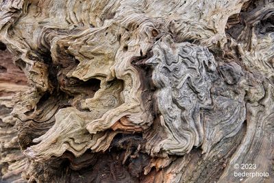 decay detail...old growth log