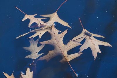   end of season...floating oak leaves