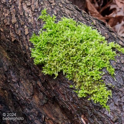 winter survivor...new moss colony