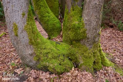 late winter maple trunks