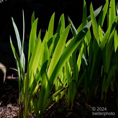 spring iris cluster