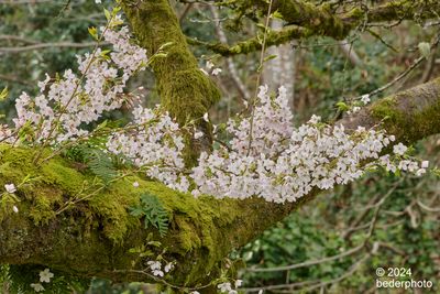 quasi-rain forest cherry tree branches