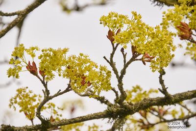 maple buds flowering