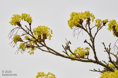 Maple buds, early flowering stage