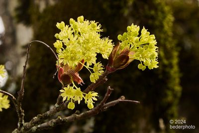   flowering buds of maple tree