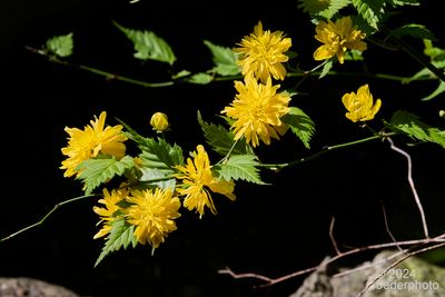 Spring...Kerria Japonica