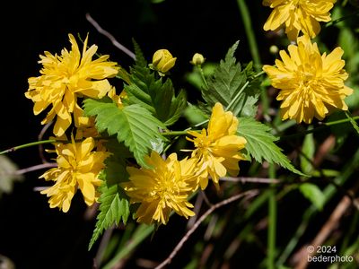 spring blooming kerria japonica bush