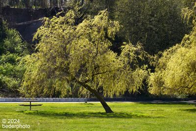 spring rebirth...willow trees