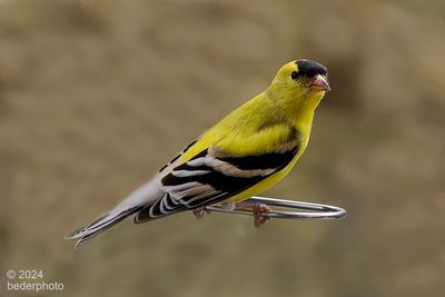 american goldfinch...breeding season plumage