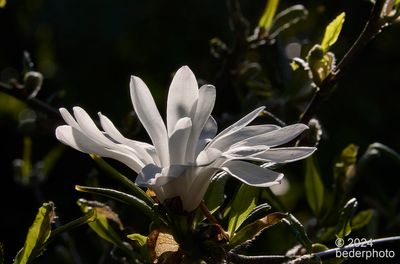 star magnolia..final flower, first leaves