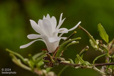 star magnolia..final flower, first leaves (again)