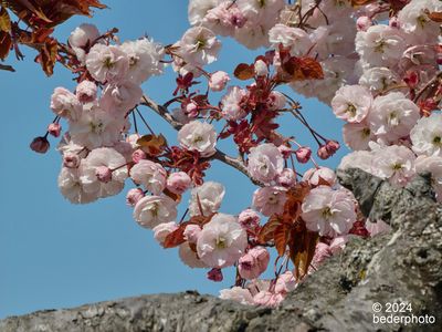 ancient cherry tree blooming again