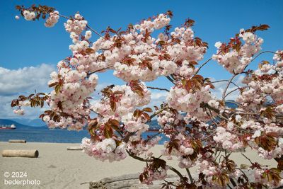 cherry blossoms...ancient tree