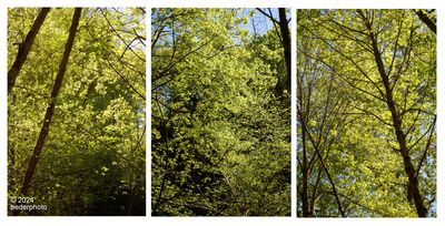 backlit maple forest ...spring rebirth