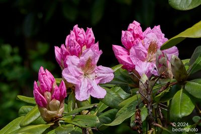 rhododendron season begins..