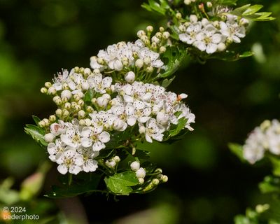Hawthorne...young tree