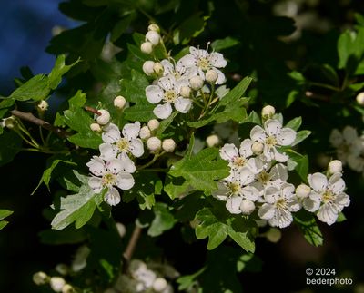 spring Hawthorne blossoms