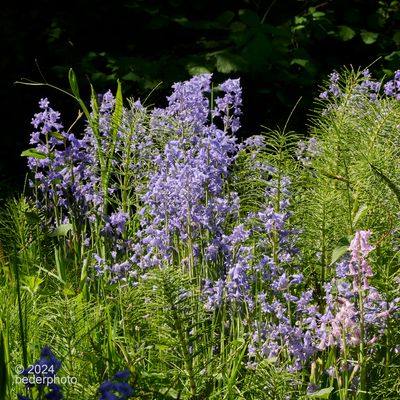 bluebells and equisetum