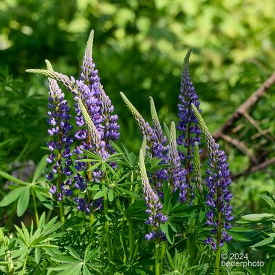emerging lupine blossoms