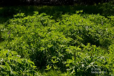 backlit lupine clusters