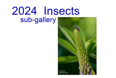 2024_insects