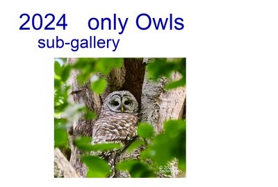 2024___only_owls