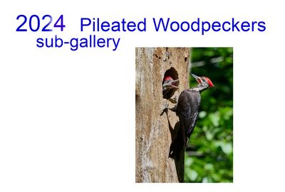 2024_pileated__woodpeckers