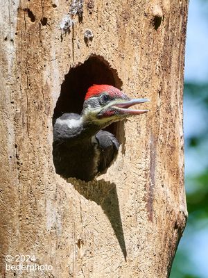 2024_pileated__woodpeckers