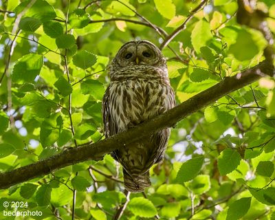 2024___only_owls
