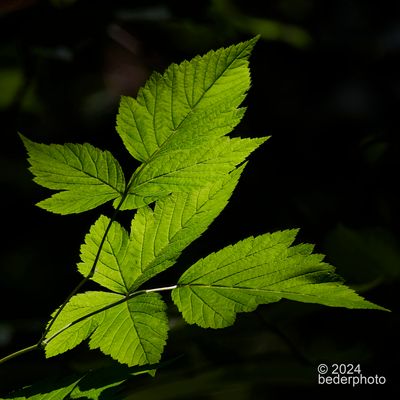g13/27/1147027/3/174632542.0cd8d685.JPEG