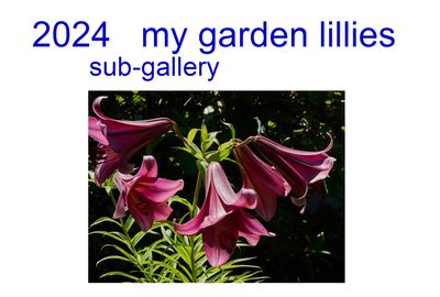 2024_lillies