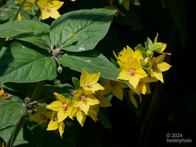yellow loosestrife