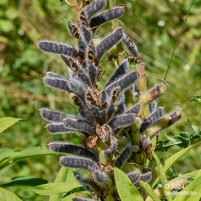 lupine stem...hairy seed pods from sping bloom