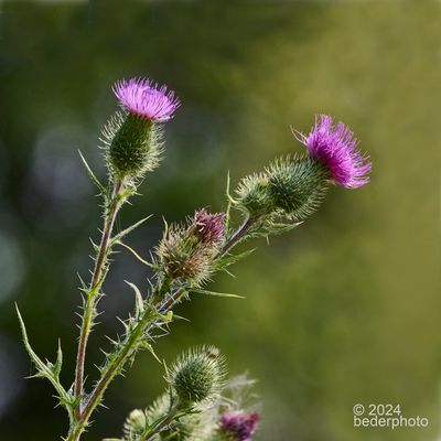  BC native Bull Thistles