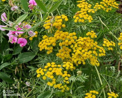 Common Vetch and Tansy                                                                          