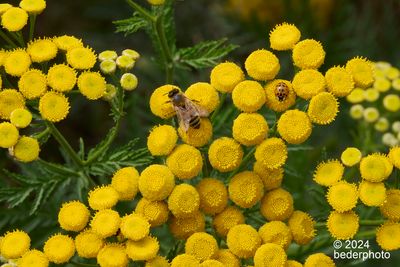 closeup...Tansy, bee and ladybug