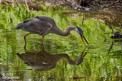 reflections at a beaver lodge border