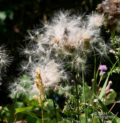 thistle seed dispersal