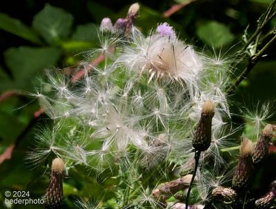 thistle seed dispersal