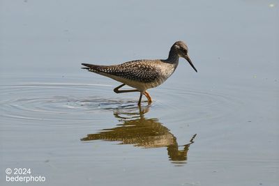yellowlegs shorebird