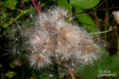 thistle...slow motion explosion