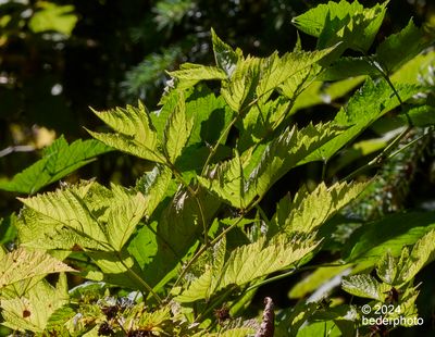 late summer forest floor tapestry
