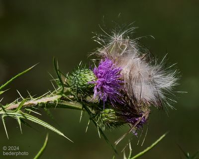 thistle...new growth and old seed dispersal