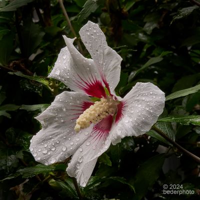 hibiscus bloom in rain