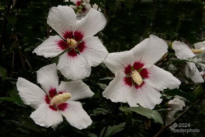light rain decorating hibiscus bush
