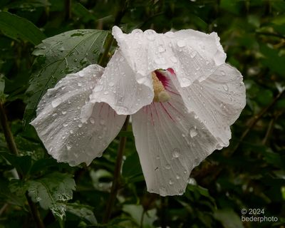hibiscus