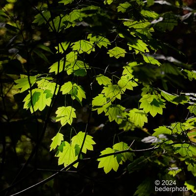 autumn forest light....still fresh green 