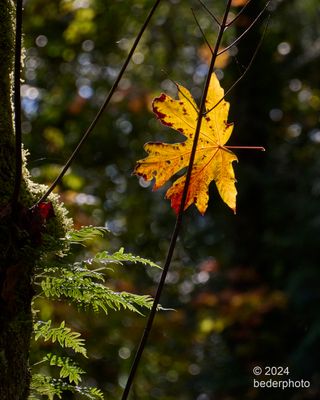 autumn forest light...change is coming !